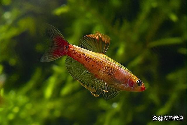 觀賞魚飼養常見問題解答