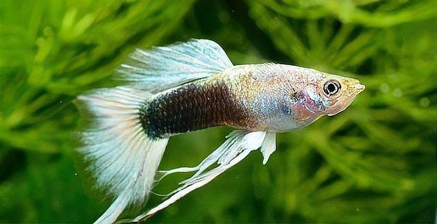 觀賞魚飼養常見問題解答