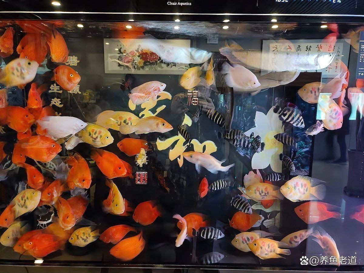 觀賞魚飼養常見問題解答