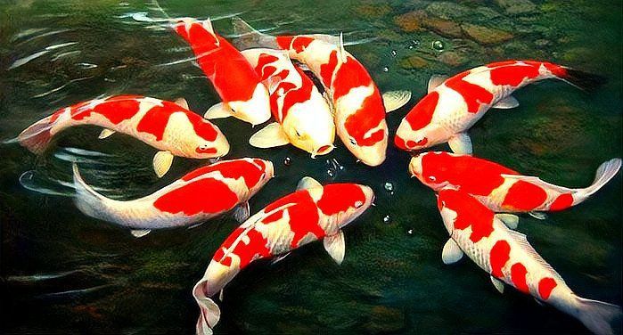觀賞魚飼養常見問題解答