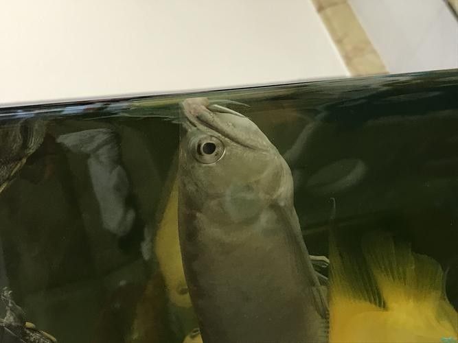 銀龍魚嘴爛了怎么回事兒圖片視頻