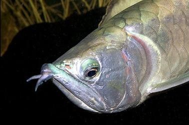 銀龍魚嘴爛了怎么回事兒圖片視頻
