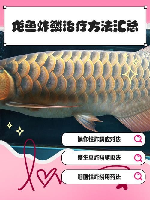 銀龍魚嘴爛了怎么回事兒圖片視頻