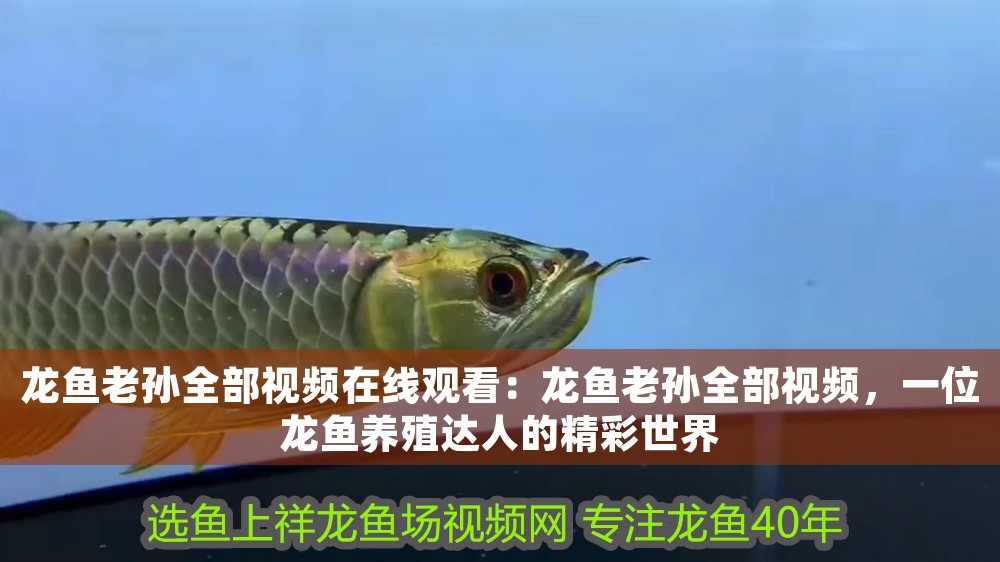 龍魚老孫全部視頻在線觀看：龍魚老孫全部視頻，一位龍魚養殖達人的精彩世界