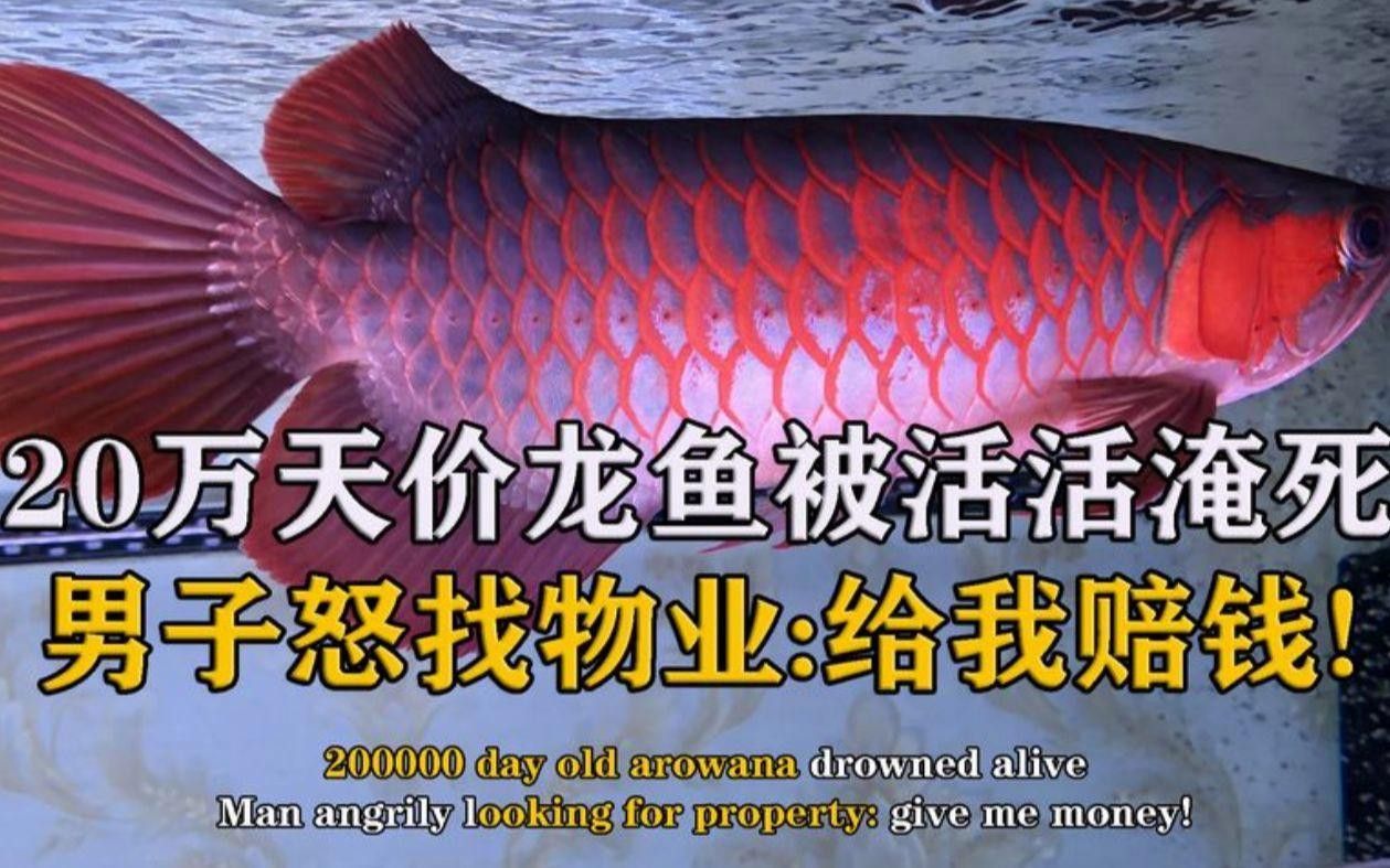 紅金龍魚的市場價格是多少？