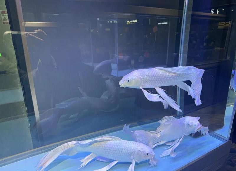 紅金龍魚的市場價格是多少？