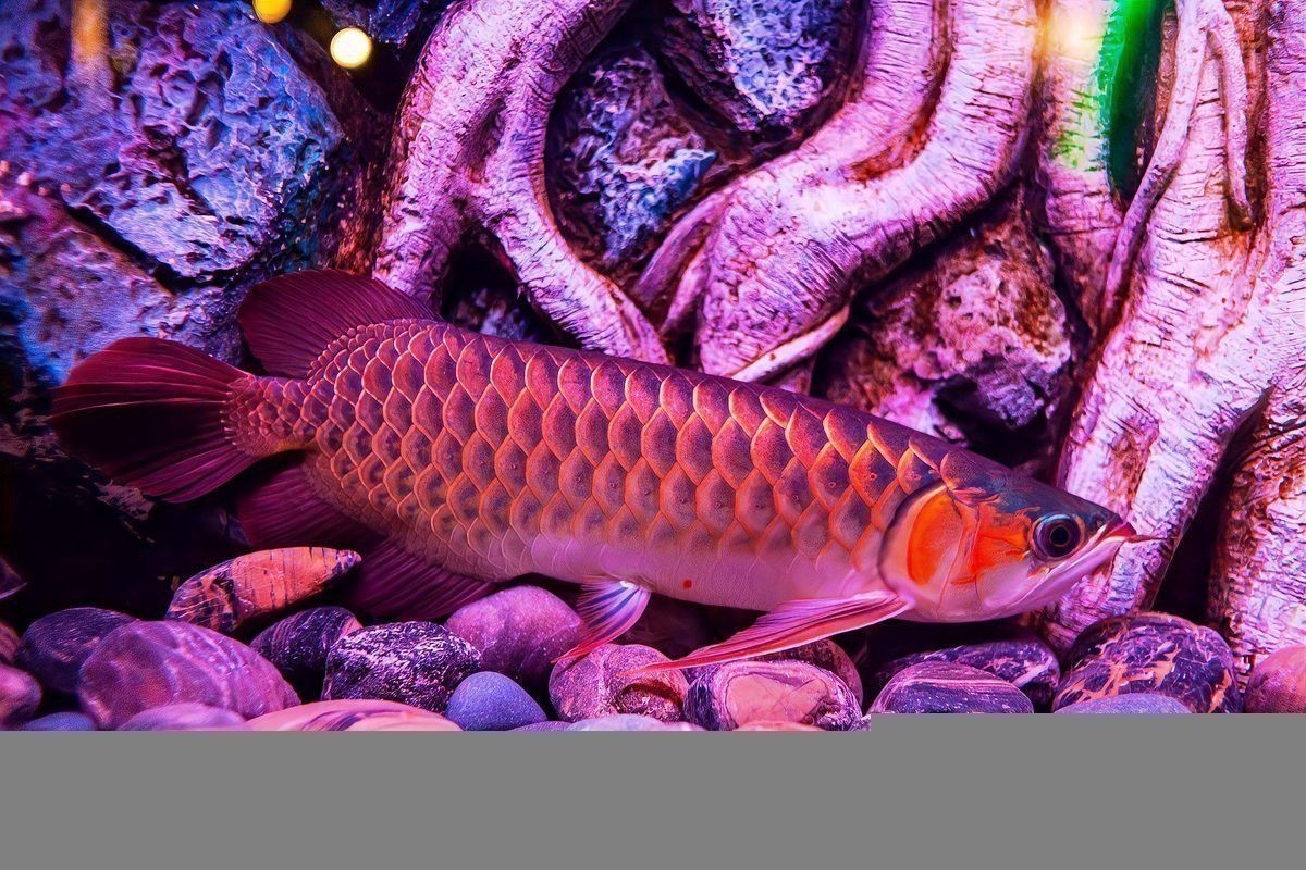 紅金龍魚的市場價格是多少？