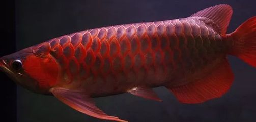 龍魚的飼養溫度：龍魚的飼養方法