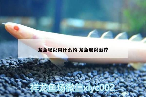 龍魚的飼養(yǎng)溫度：龍魚的飼養(yǎng)方法
