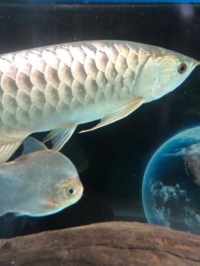龍魚的飼養(yǎng)溫度：龍魚的飼養(yǎng)方法