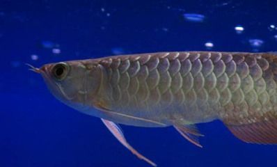 銀龍魚(yú)吃面包蟲(chóng)又吐出來(lái)怎么回事（銀龍魚(yú)吃面包蟲(chóng)后又吐出來(lái)可能是因?yàn)槎喾N因素導(dǎo)致） 銀龍魚(yú)吃面包蟲(chóng)又吐出來(lái)怎么回事（銀龍魚(yú)吃面包蟲(chóng)后又吐出來(lái)可能是因?yàn)槎喾N因素導(dǎo)致） 龍魚(yú)百科 第4張
