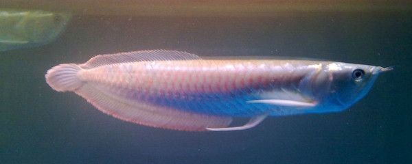 銀龍魚(yú)吃面包蟲(chóng)又吐出來(lái)怎么回事（銀龍魚(yú)吃面包蟲(chóng)后又吐出來(lái)可能是因?yàn)槎喾N因素導(dǎo)致） 銀龍魚(yú)吃面包蟲(chóng)又吐出來(lái)怎么回事（銀龍魚(yú)吃面包蟲(chóng)后又吐出來(lái)可能是因?yàn)槎喾N因素導(dǎo)致） 龍魚(yú)百科 第5張