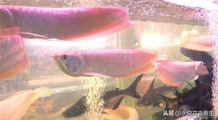 銀龍魚(yú)吃面包蟲(chóng)又吐出來(lái)怎么回事（銀龍魚(yú)吃面包蟲(chóng)后又吐出來(lái)可能是因?yàn)槎喾N因素導(dǎo)致） 銀龍魚(yú)吃面包蟲(chóng)又吐出來(lái)怎么回事（銀龍魚(yú)吃面包蟲(chóng)后又吐出來(lái)可能是因?yàn)槎喾N因素導(dǎo)致） 龍魚(yú)百科 第1張