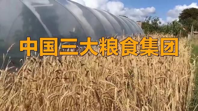 金龍魚和中糧集團的合作未來有何計劃？