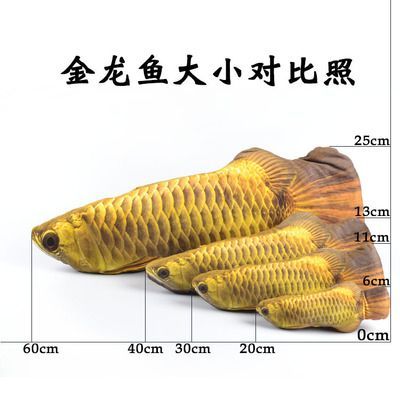 金龍魚30厘米的表現（30厘米的金龍魚在形態、生活習性、飼養注意事項上有一定的表現）