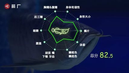 龍魚比賽評分標準：龍魚比賽的評分標準 龍魚比賽評分標準：龍魚比賽的評分標準 龍魚百科 第1張