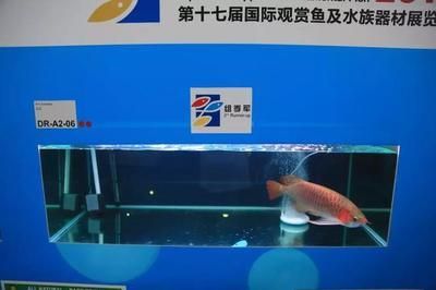龍魚比賽評分標準：龍魚比賽的評分標準 龍魚比賽評分標準：龍魚比賽的評分標準 龍魚百科 第2張