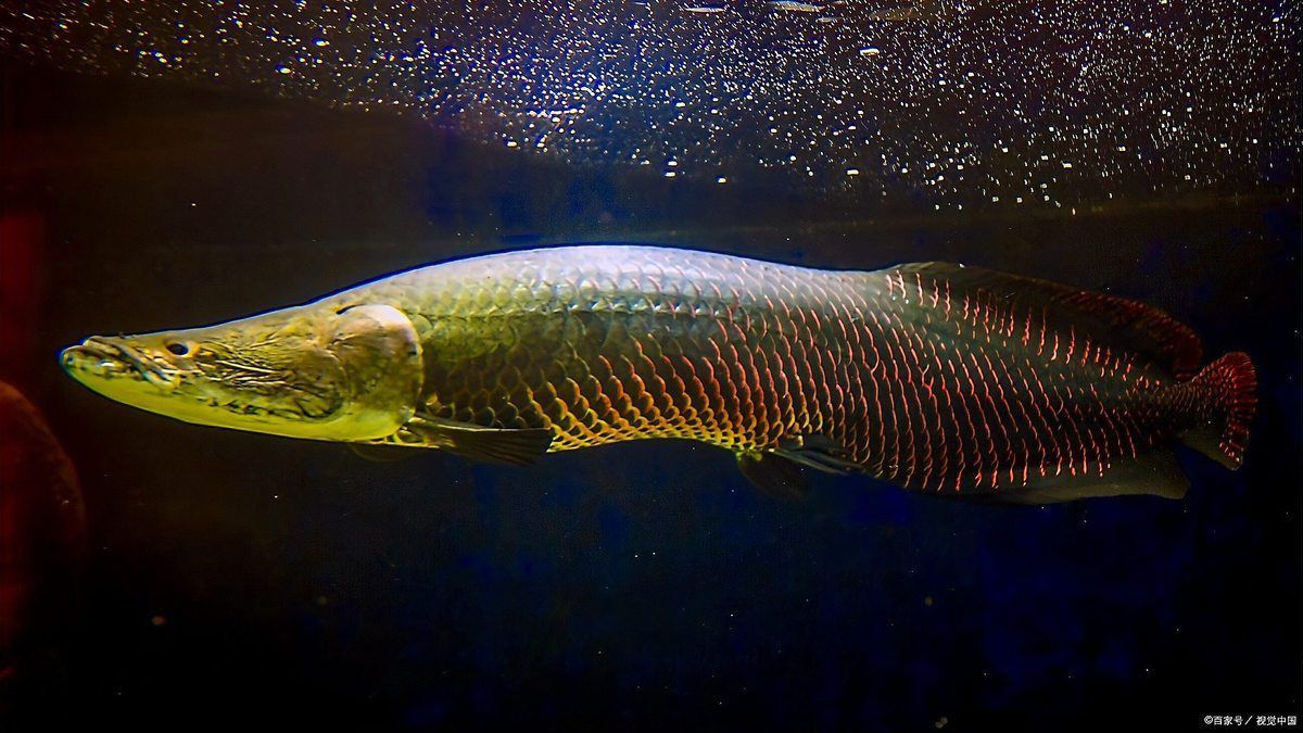 龍魚象征什么動物