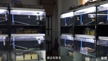 中國最貴的紅龍魚多少錢：中國最大的龍魚批發市場