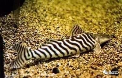 斑馬鴨嘴和龍魚混養好嗎：關于斑馬鴨嘴魚和龍魚混養的問題 斑馬鴨嘴和龍魚混養好嗎：關于斑馬鴨嘴魚和龍魚混養的問題 龍魚百科 第3張