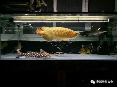 斑馬鴨嘴和龍魚混養好嗎：關于斑馬鴨嘴魚和龍魚混養的問題 斑馬鴨嘴和龍魚混養好嗎：關于斑馬鴨嘴魚和龍魚混養的問題 龍魚百科 第2張