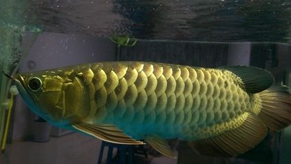 龍魚一般多少錢一條：龍魚價(jià)格因品種、品相、品相、地區(qū)等多種因素而異 龍魚一般多少錢一條：龍魚價(jià)格因品種、品相、品相、地區(qū)等多種因素而異 龍魚百科 第4張