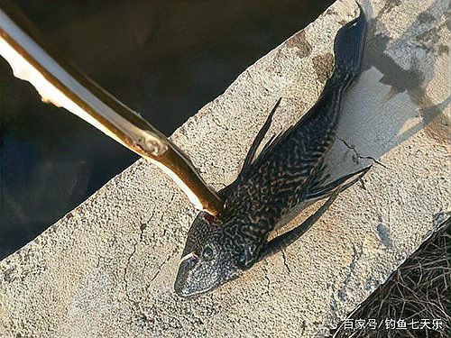 南寧廣龍魚 南寧廣龍魚 龍魚百科 第10張