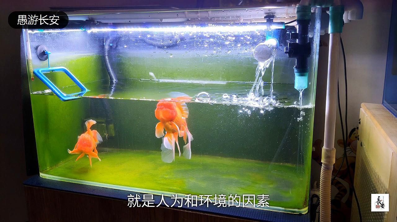 如何判斷哪些食物對魚鰭充血有害? 龍魚百科 第5張 如何判斷哪些食物對魚鰭充血有害? 如何判斷哪些食物對魚鰭充血有害? 龍魚百科 第5張