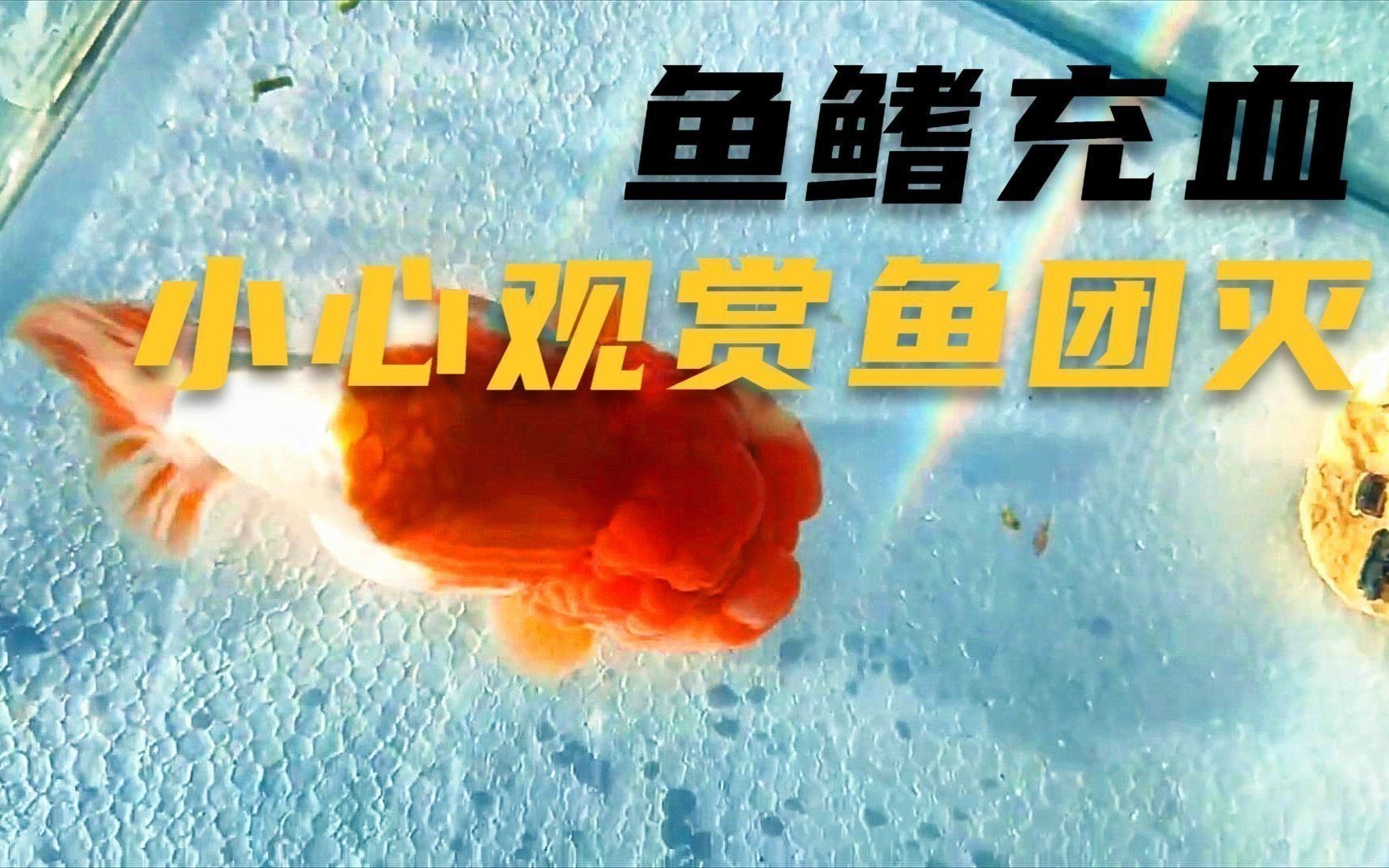 如何判斷哪些食物對魚鰭充血有害? 龍魚百科 第6張 如何判斷哪些食物對魚鰭充血有害? 如何判斷哪些食物對魚鰭充血有害? 龍魚百科 第6張