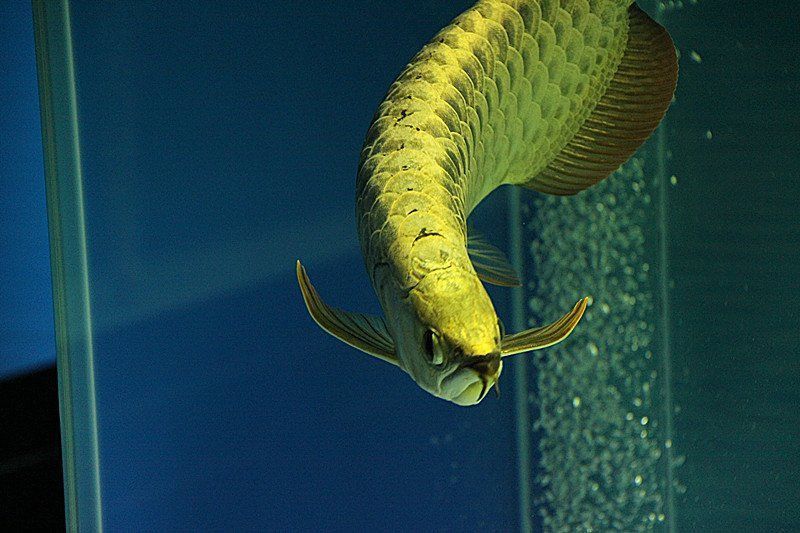 金頭金龍魚的市場價格是多少？