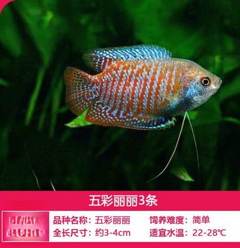 孔雀魚(yú)和曼龍魚(yú)哪個(gè)好養(yǎng)活