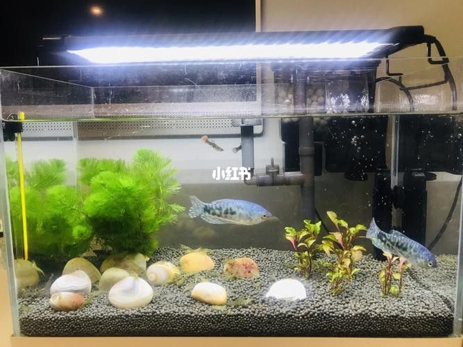孔雀魚和曼龍魚哪個好養活