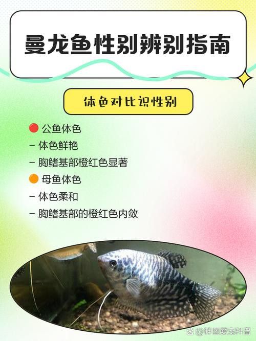 孔雀魚(yú)和曼龍魚(yú)哪個(gè)好養(yǎng)活