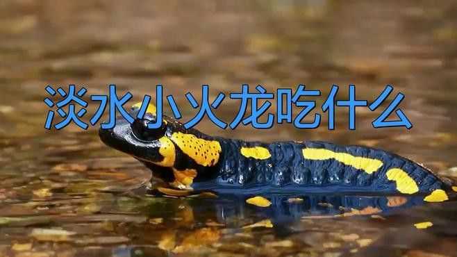 火龍魚蠑螈多久喂一次