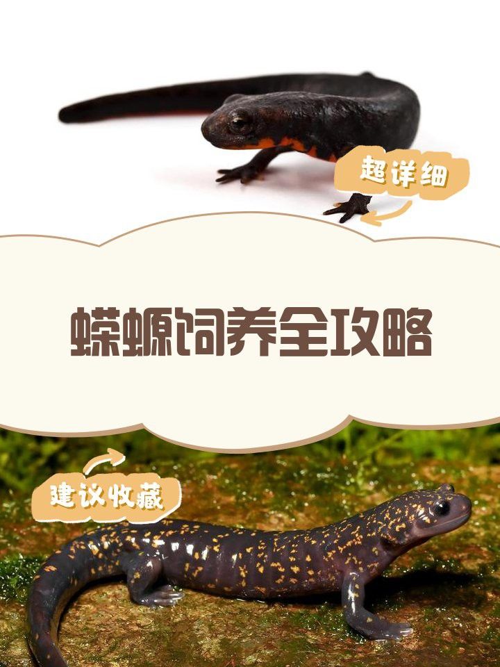 火龍魚蠑螈多久喂一次
