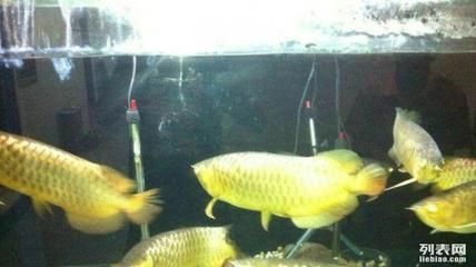 哪里賣龍魚便宜又好養：在尋找便宜且好養的龍魚時