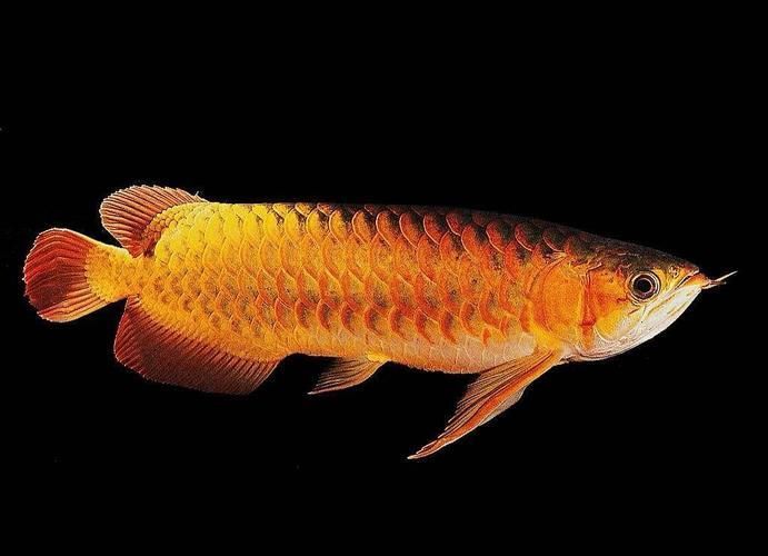 龍魚微信群微信交流群（關于龍魚微信群的相關網址） 龍魚微信群微信交流群（關于龍魚微信群的相關網址） 龍魚百科 第2張