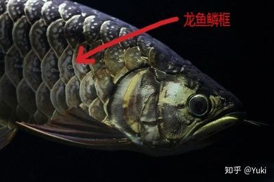 龍魚魚鱗變黑：龍魚魚鱗變黑可能是由于多種原因引起的，我們將詳細探討這些原因 龍魚魚鱗變黑：龍魚魚鱗變黑可能是由于多種原因引起的，我們將詳細探討這些原因 龍魚百科 第2張