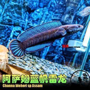 奶茶雷龍魚配對的方法和注意事項（奶茶雷龍魚的配對方法和注意事項）