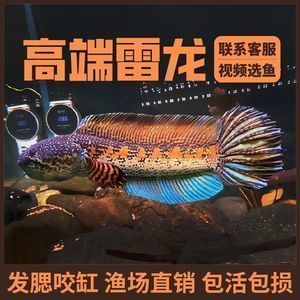 奶茶雷龍魚配對的方法和注意事項（奶茶雷龍魚的配對方法和注意事項）