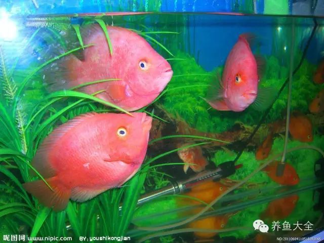 合肥龍魚交流群微信二維碼下載