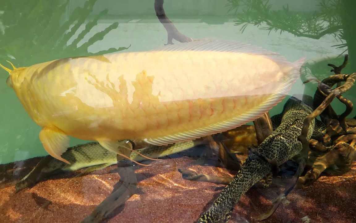 觀賞魚銀龍魚爛鰭怎么治療（銀龍魚爛鰭怎么辦）