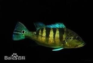 藍帆五間魚圖片 藍帆五間魚圖片 龍魚百科 第2張