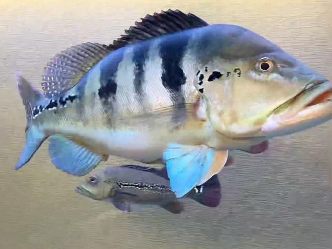 藍帆五間魚圖片 藍帆五間魚圖片 龍魚百科 第1張
