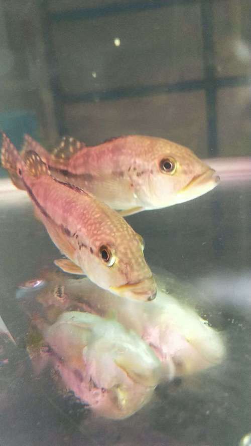 藍帆五間魚圖片 藍帆五間魚圖片 龍魚百科 第4張