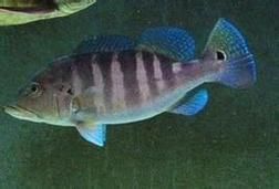 藍帆五間魚圖片 藍帆五間魚圖片 龍魚百科 第6張