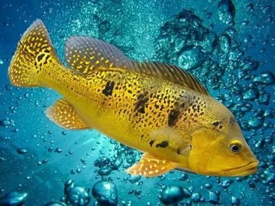 藍帆五間魚圖片 藍帆五間魚圖片 龍魚百科 第5張