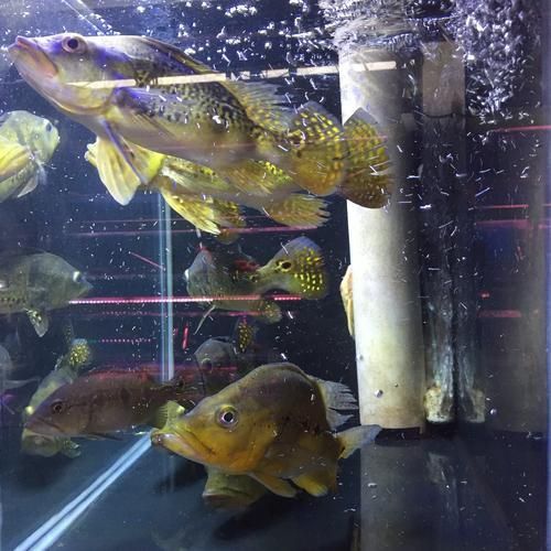 藍帆五間魚圖片 藍帆五間魚圖片 龍魚百科 第11張