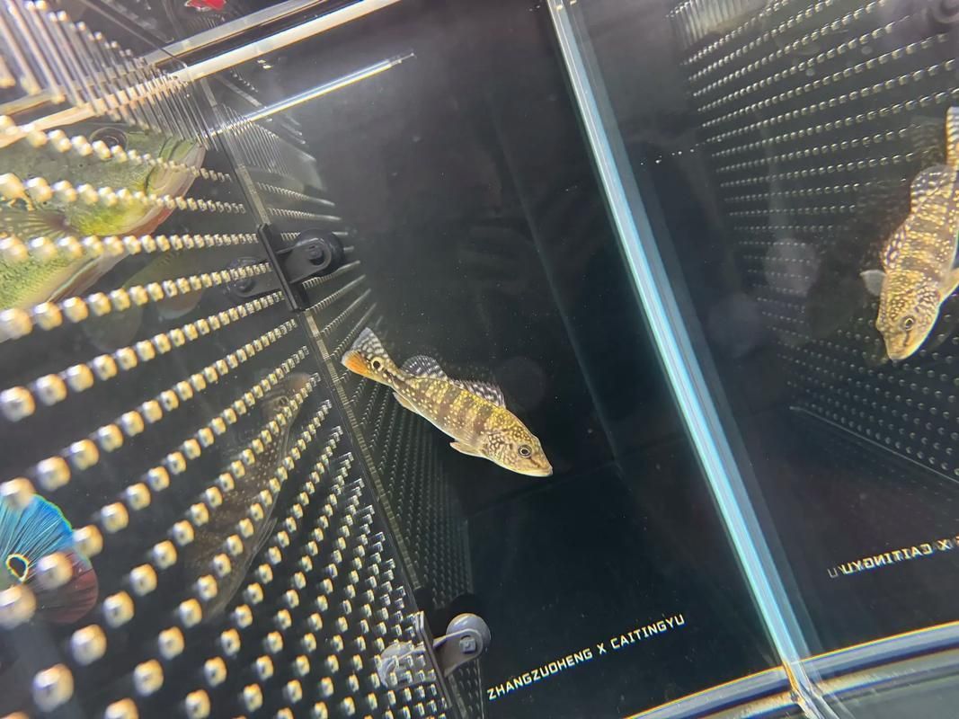 藍帆五間魚圖片 藍帆五間魚圖片 龍魚百科 第12張