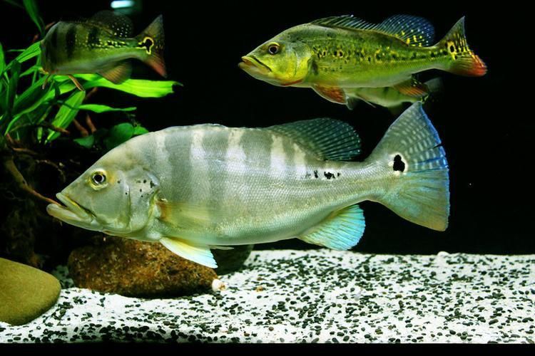 藍帆五間魚圖片 藍帆五間魚圖片 龍魚百科 第13張